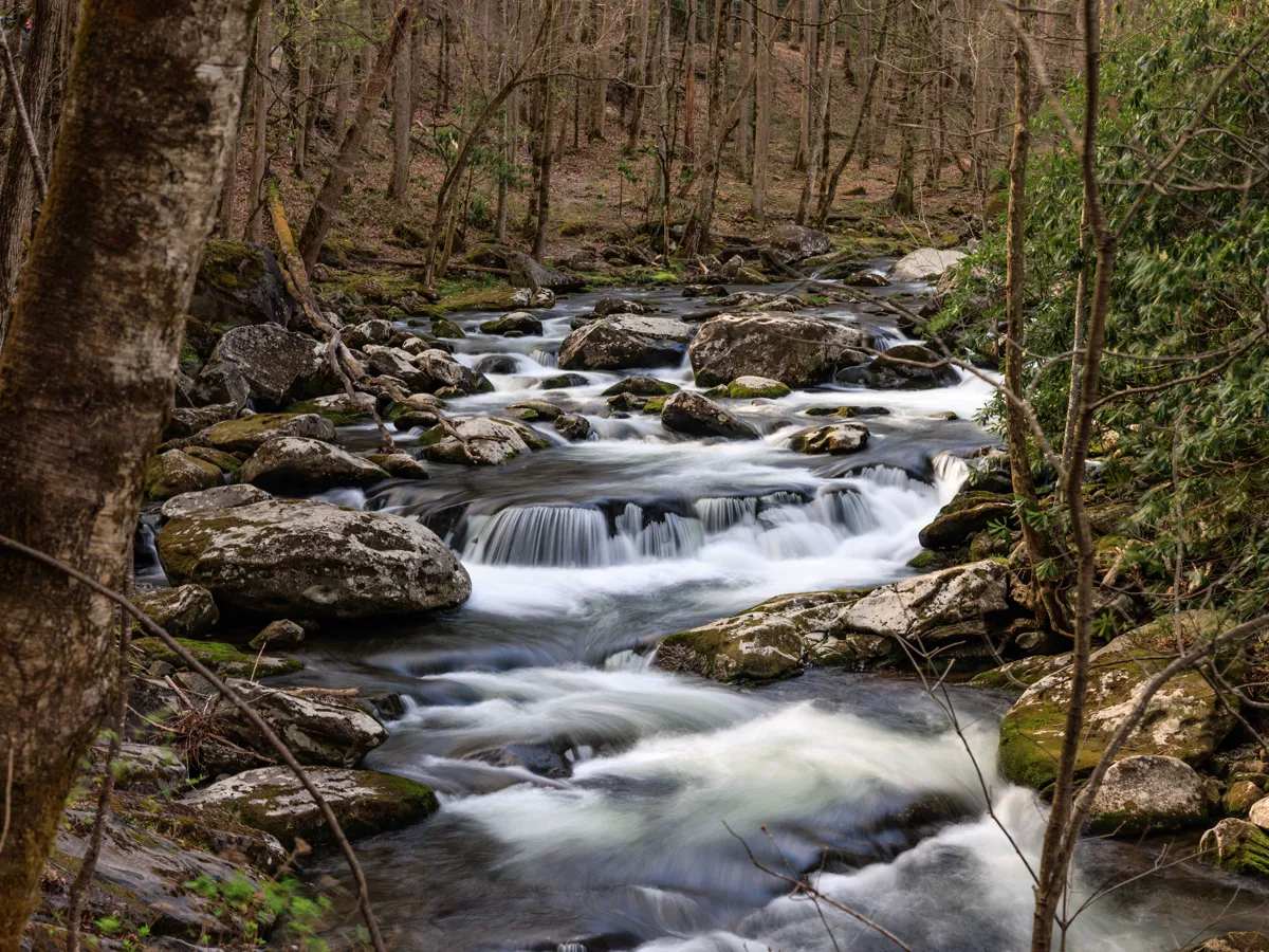 Shallow forest stream running over mossy stone under a hardwood canopy